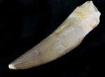 Fossil Plesiosaur Tooth - Morocco #23777-1